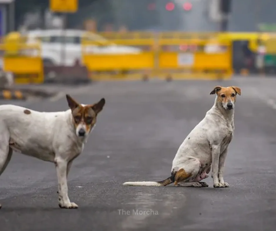 Stray Dogs in India: Alarming Public Safety & Animal Welfare Challenges (photo 3)