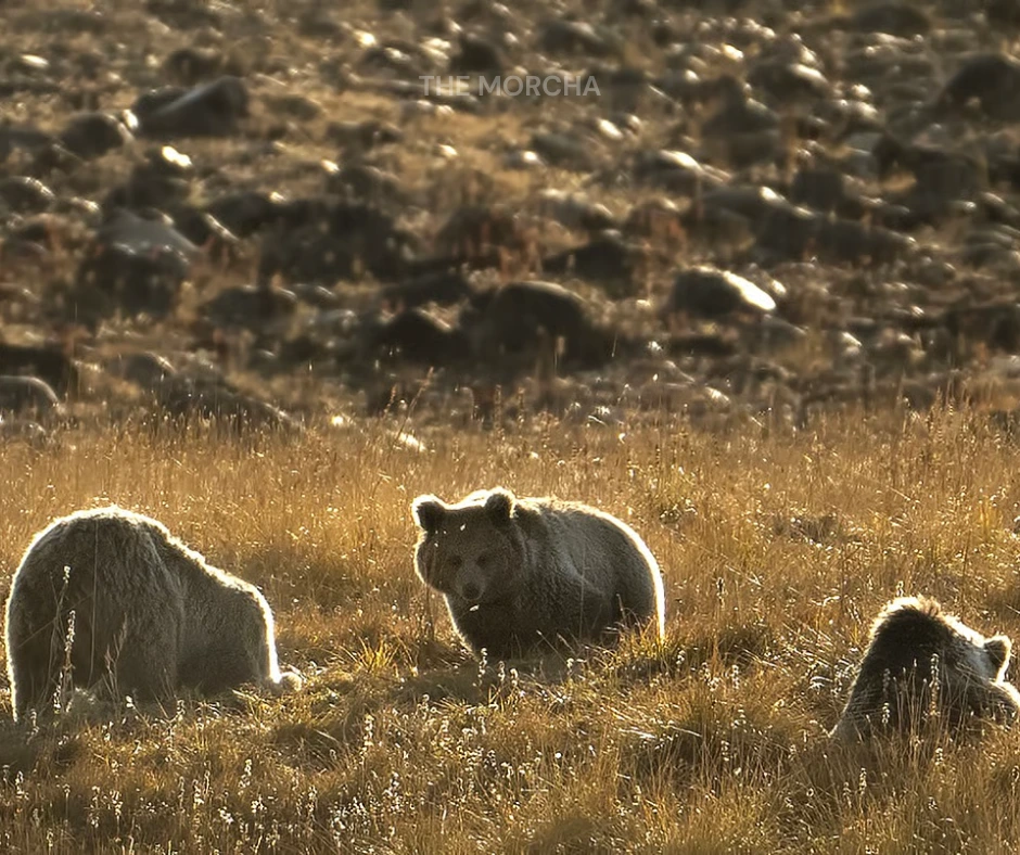Human-Bear Encounters Surge in Uttarakhand: Why Attacks Are Increasing Every Year (photo 4)