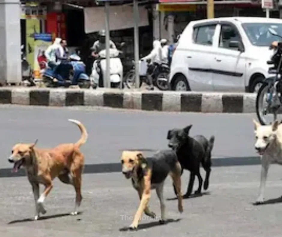 Stray Dogs in India: Alarming Public Safety & Animal Welfare Challenges (photo 2)