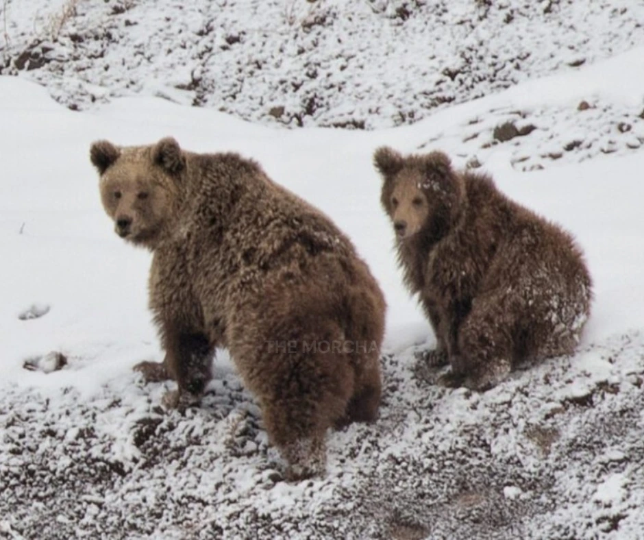 Human-bear
