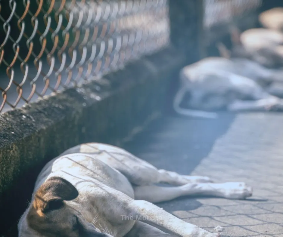 Stray Dogs in India: Alarming Public Safety & Animal Welfare Challenges (photo 4)