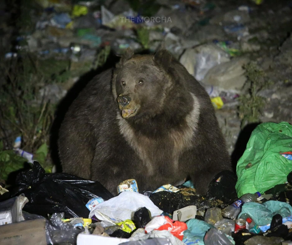 Human-Bear Encounters Surge in Uttarakhand: Why Attacks Are Increasing Every Year (photo 3)