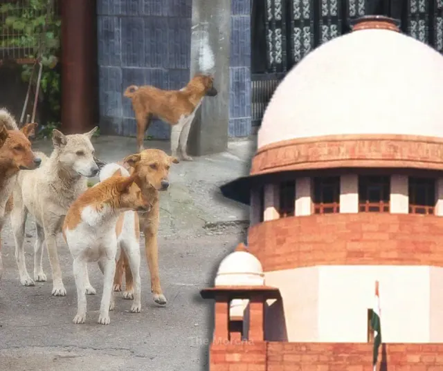 Stray Dogs in India: Alarming Public Safety & Animal Welfare Challenges