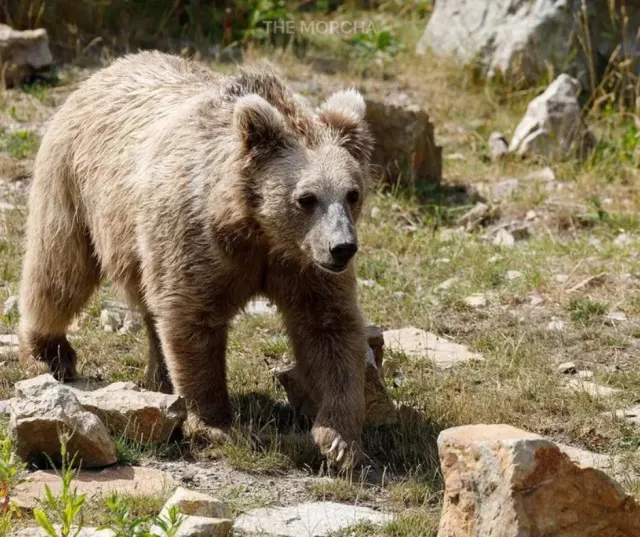 Human-Bear Encounters Surge in Uttarakhand: Why Attacks Are Increasing Every Year